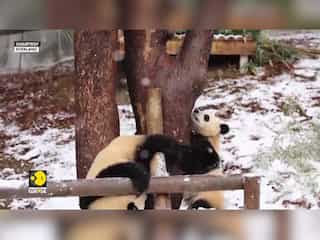 South Korea: First Winter Snowfall For Giant Panda Twins | WION Climate Tracker | World News