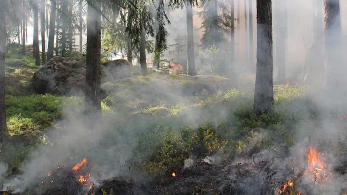 Over 1.5 million lives lost each year due to wildfire pollution, new research shows