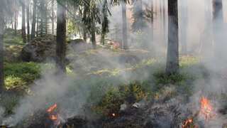 Over 1.5 million lives lost each year due to wildfire pollution, new research shows