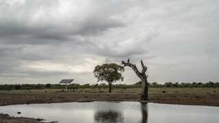 Study finds toxic algae responsible for mass elephant deaths in Botswana