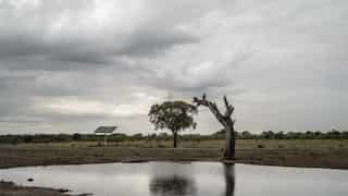 Study finds toxic algae responsible for mass elephant deaths in Botswana