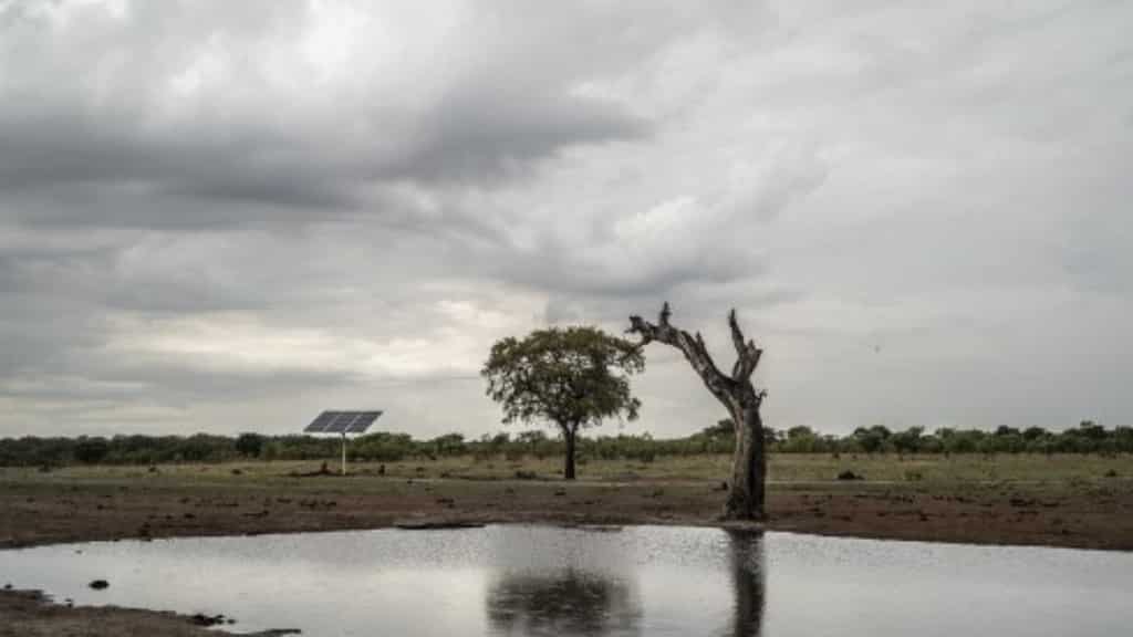 Study finds toxic algae responsible for mass elephant deaths in Botswana
