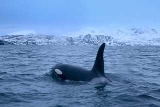 Orcas bring back 80s salmon hat trend in the Pacific, four decades later