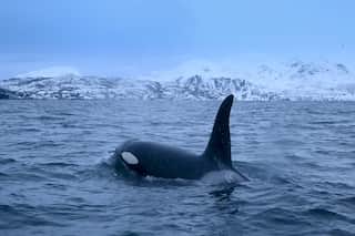 Orcas bring back 80s salmon hat trend in the Pacific, four decades later