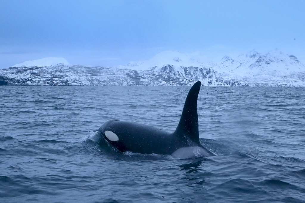 Orcas bring back 80s salmon hat trend in the Pacific, four decades later