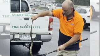Australian woman finds deadly tiger snake slithering up her leg while driving