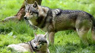 European Commission proposes weakening of safeguards for wolves, sparking controversy