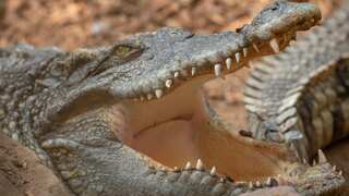 Over 73 dead bodies 'used for meditation', 600 crocs in a pond, found in two Thai temples
