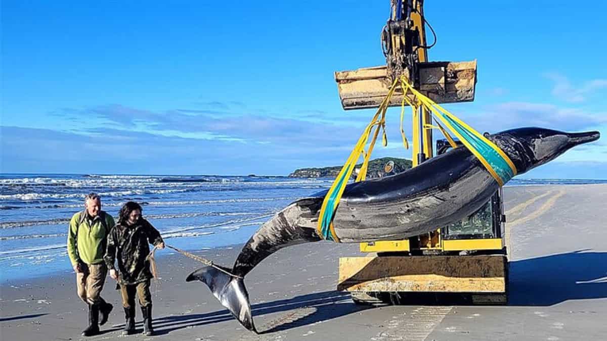 Scientists dissect rare spade-tooth whale. Here's what they found Scientists dissect rare spade-tooth whale. Here's what they found