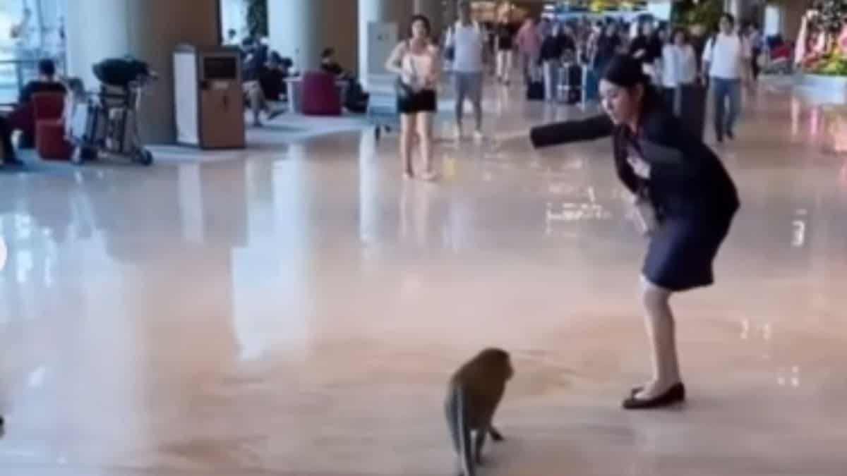 Woman staff calmly talks to monkey at Singapore’s Changi Airport, video goes viral