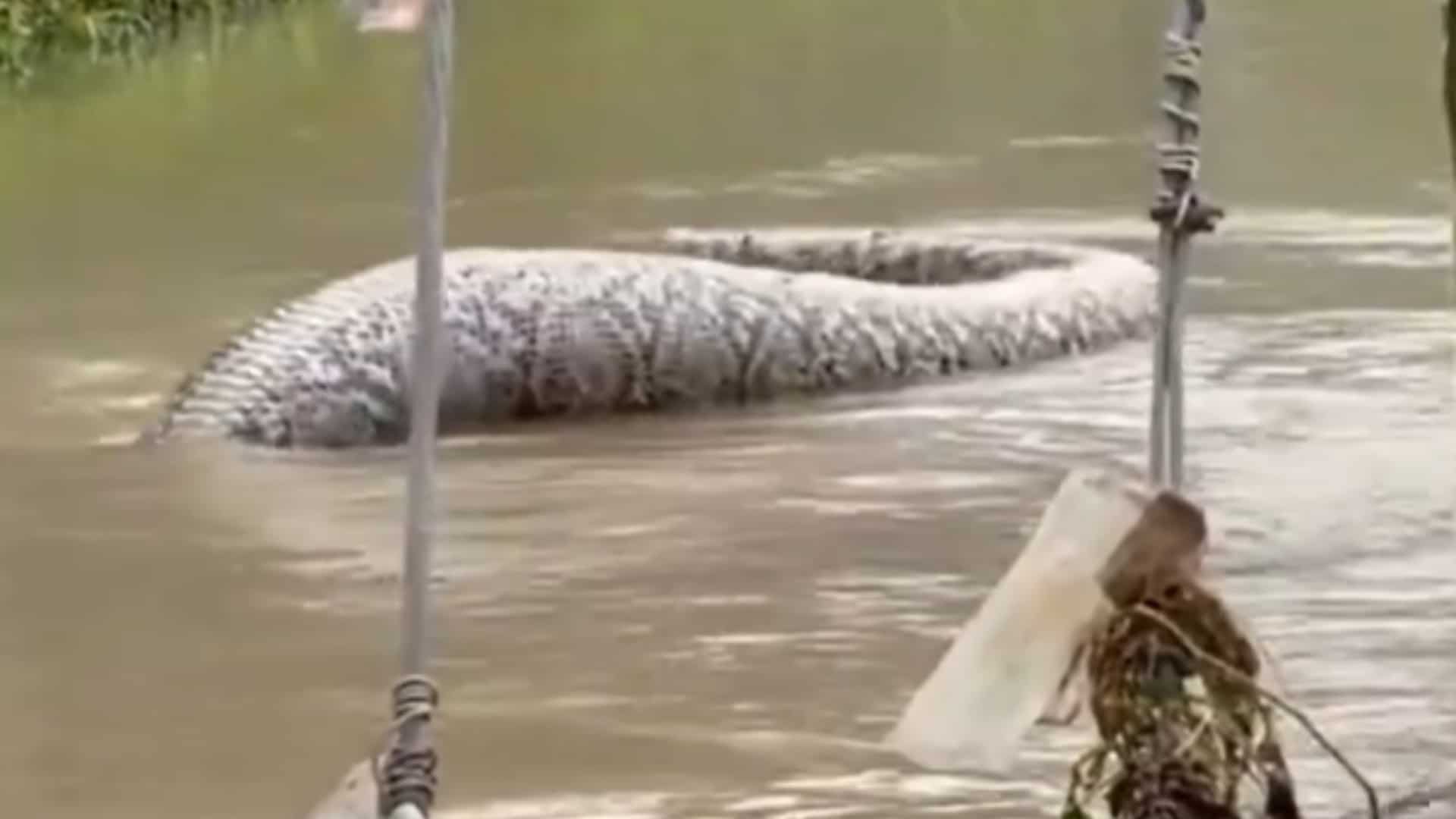 Watch: Giant python with 'human-shaped' bulge spotted floating in Thai ...