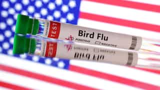 US orders testing of milk supply for bird flu to halt virus