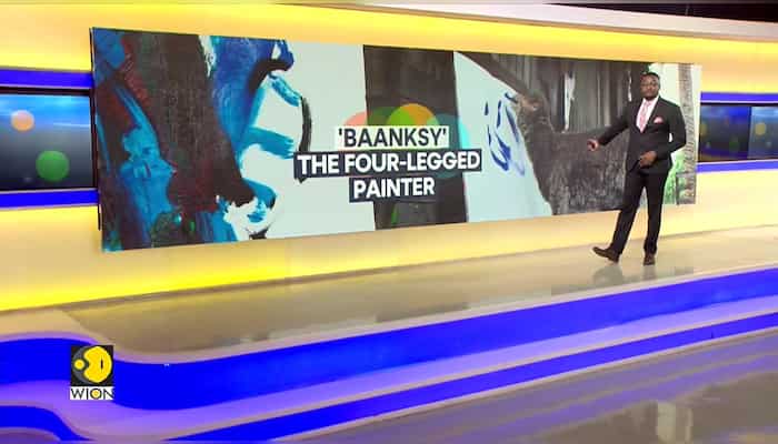 Rescued Sheep In S.Africa Takes Up The Paintbrush