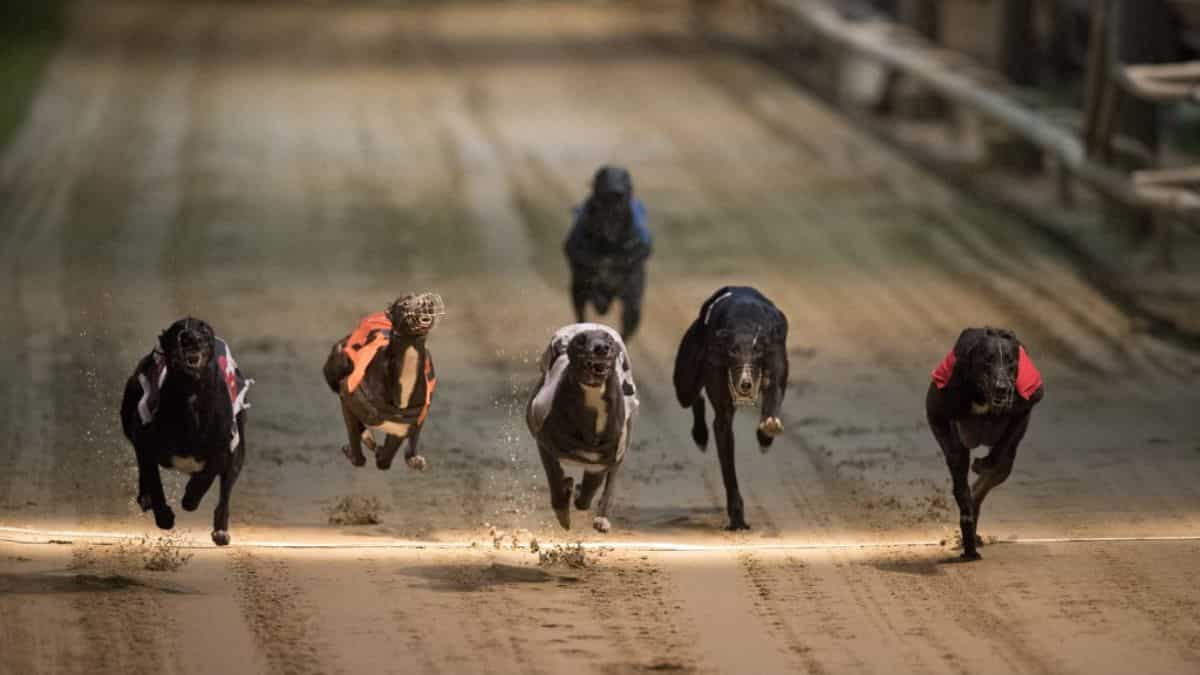 New Zealand proposes to ban greyhound racing due to high injury rates New Zealand proposes to ban greyhound racing due to high injury rates