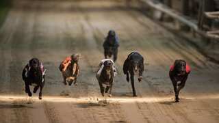 New Zealand proposes to ban greyhound racing due to high injury rates