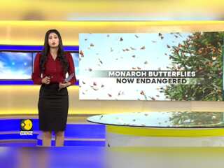 Climate Change Affects Butterfly Population