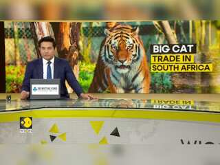 South Africa: Animal Group Seeks Ban on Tiger Farms