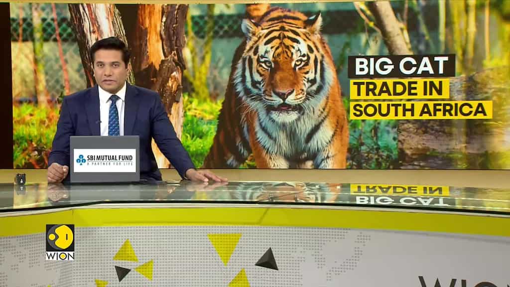 South Africa: Animal Group Seeks Ban on Tiger Farms