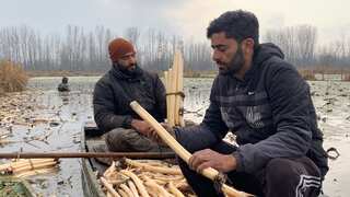 Braving severe cold, these farmers jump into frozen lake in Kashmir to harvest lotus stems