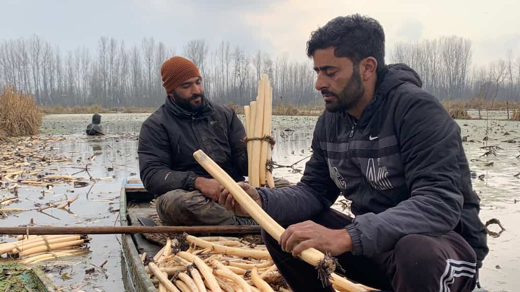 Braving severe cold, these farmers jump into frozen lake in Kashmir to harvest lotus stems