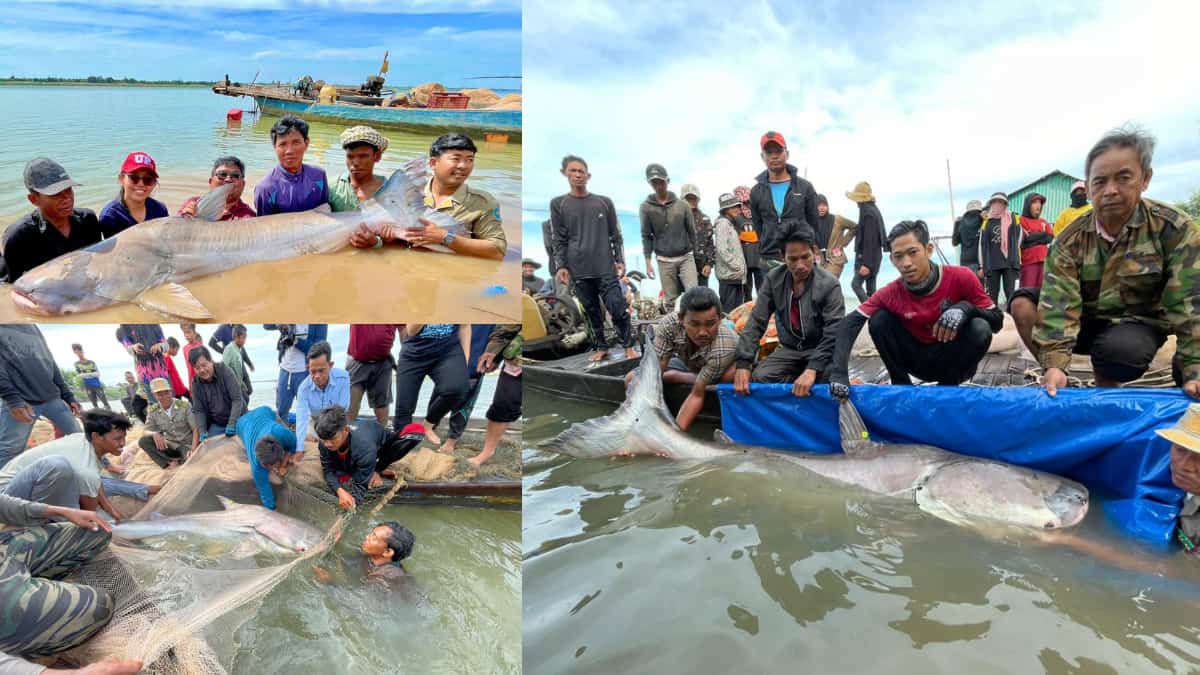 Six rare Mekong giant catfish found in Cambodia, raising hopes for endangered species