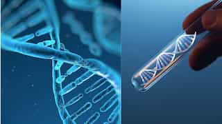 Oldest Human DNA reveals a lost branch of early humans in Europe