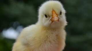 India: Man dies after swallowing live chick in suspected occult ritual; bird recovered alive