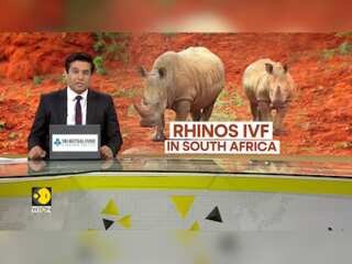 Kenya Turns to IVF Technology To Save White Rhinos From Extinction