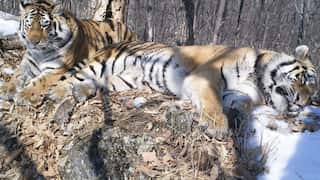 Siberian tiger crosses 200-km stretch of Russian forest to meet former mate