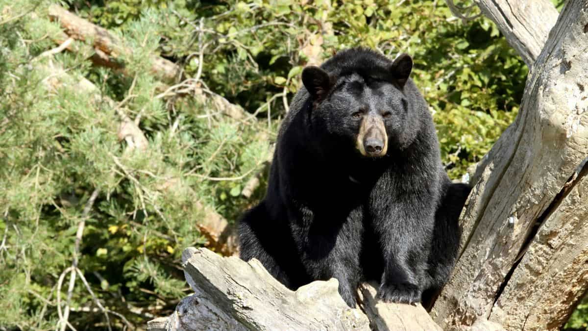 Virginia man dies after bear in tree shot by his partner falls on him