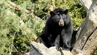 Virginia man dies after bear in tree shot by his partner falls on him