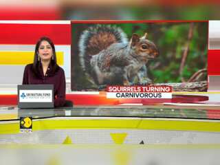 GRAVITAS: California Squirrels Turning Into Carnivorous Killers
