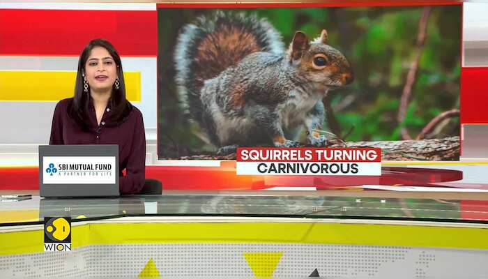 GRAVITAS: California Squirrels Turning Into Carnivorous Killers
