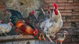 California declares emergency after first severe human case of bird flu emerges in US