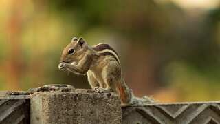Squirrels hunt and eat voles, pull their flesh from torso, claim researchers