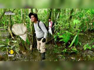 27 New Species Discovered in Peru’s Amazon, Including 'Amphibious Mouse' and 'Dwarf Squirrel