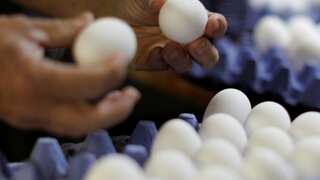 Bird flu crisis in US drives egg prices to an all-time high