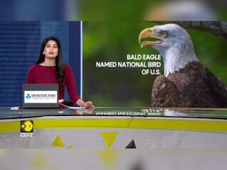 Bald Eagle Officially Declared U.S. National Bird