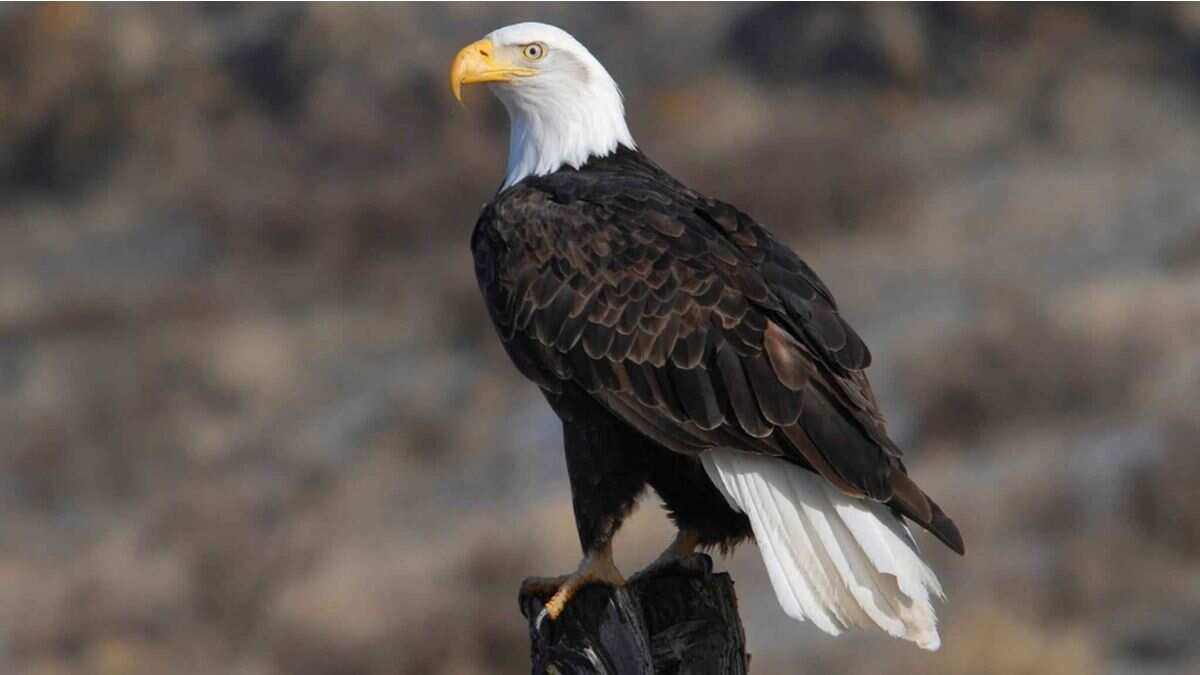 Bald Eagle declared US national bird as Biden enacts 50 new laws