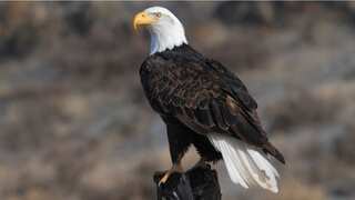 Bald Eagle declared US national bird as Biden enacts 50 new laws