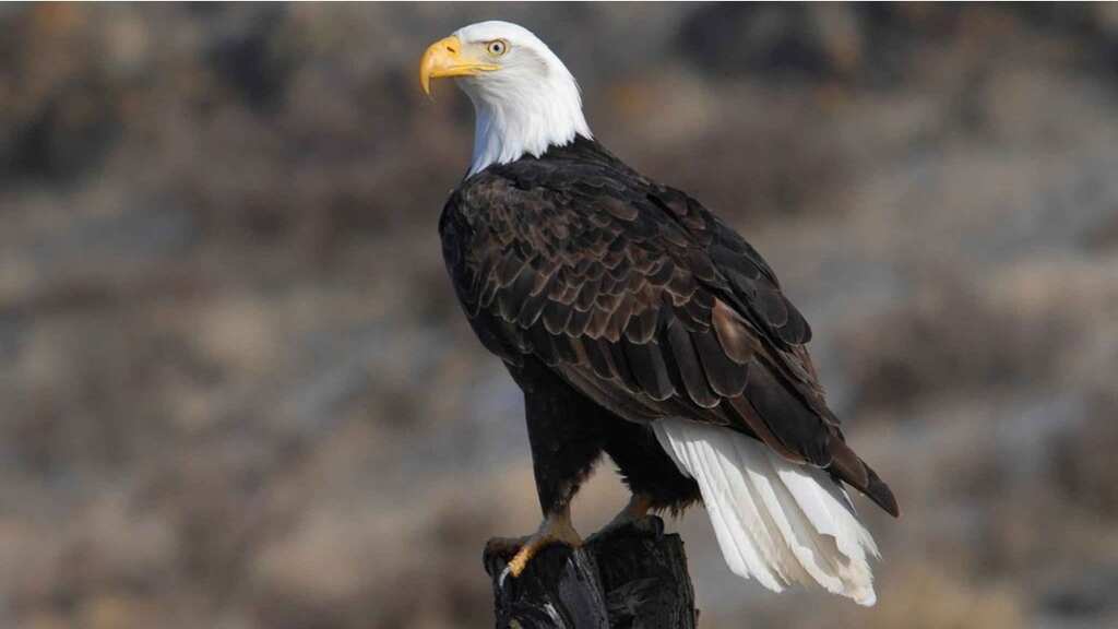 Bald Eagle declared US national bird as Biden enacts 50 new laws