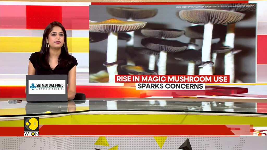 Rise In Magic Mushroom Use Sparks Concerns; Experts Warn Of Mental health Risks