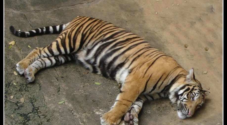 tiger
