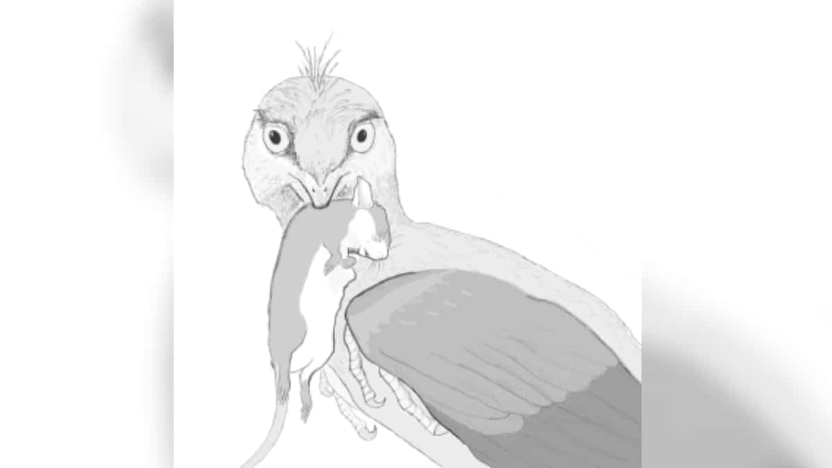 Microraptor zhaoianus