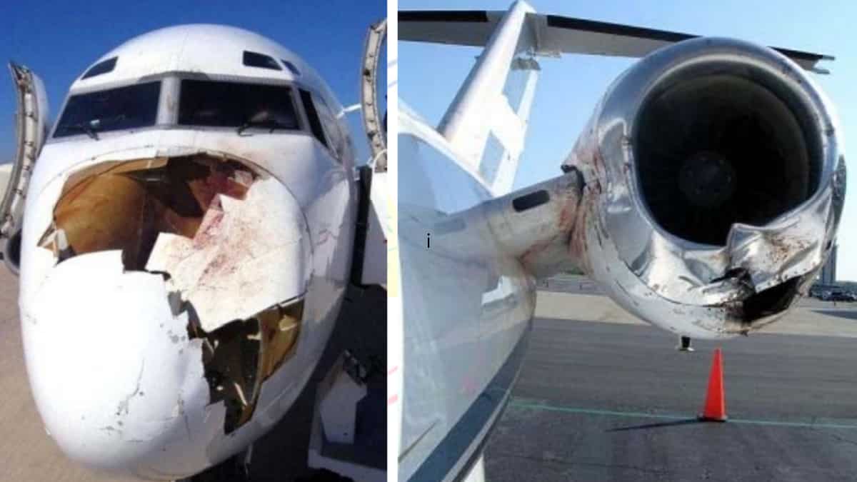 Bird Strike 1