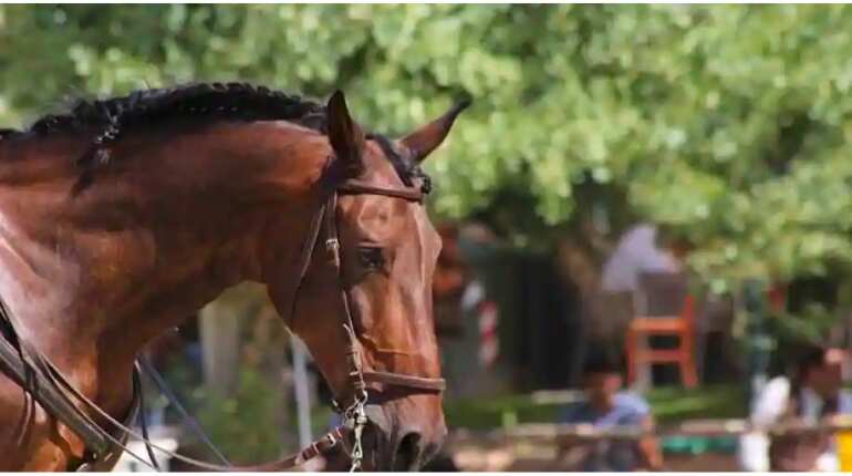 Horse