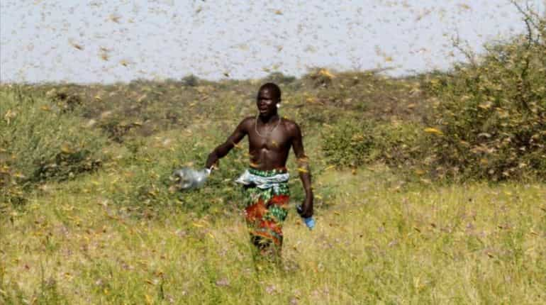 A Samburu man attempts to fend-off a swarm of desert locusts