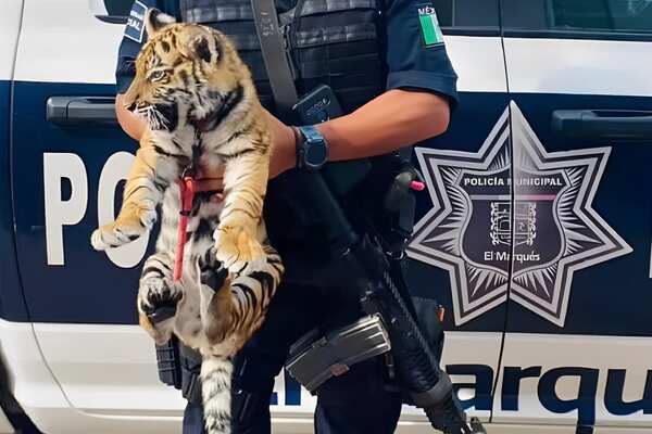 Tiger cub found by Mexico cops 