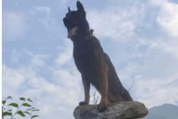 Indian Army Dog, ZOOM 