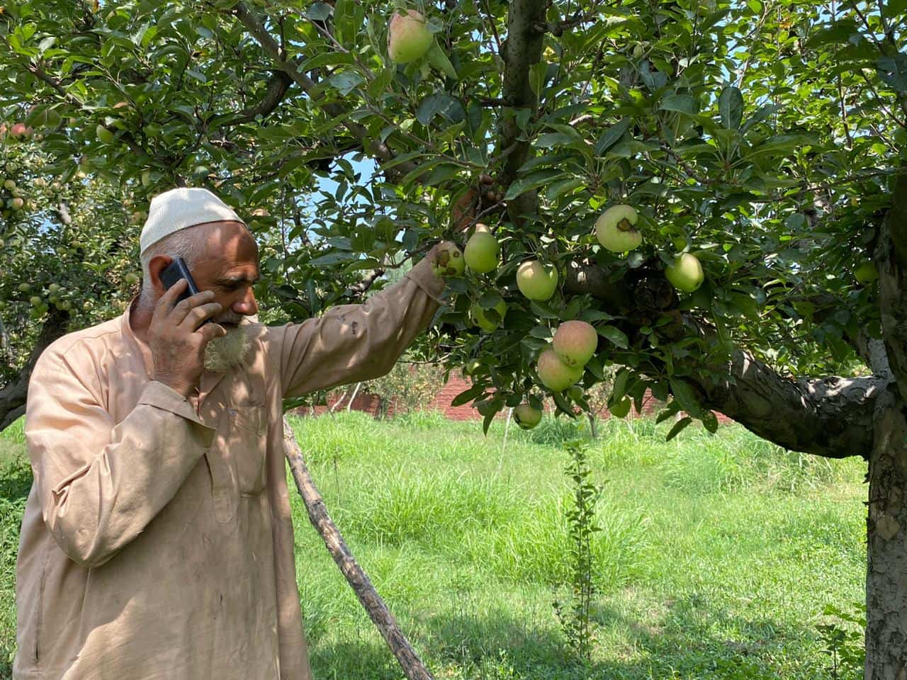 Kashmir apple